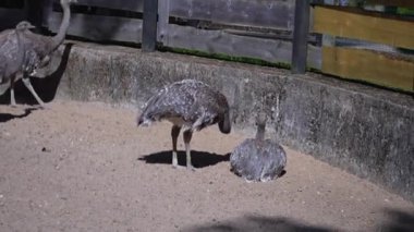 Darwin Rhea hayvanat bahçesinde dolaşır. Yüksek kaliteli FullHD görüntüler