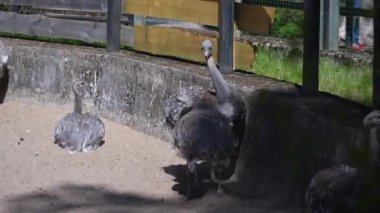 Darwin Rhea hayvanat bahçesinde dolaşır. Yüksek kaliteli FullHD görüntüler