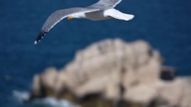 Açık mavi gökyüzünde uçan martı. Yüksek kaliteli FullHD görüntüler