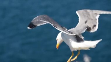 Açık mavi gökyüzünde uçan martı. Yüksek kaliteli FullHD görüntüler