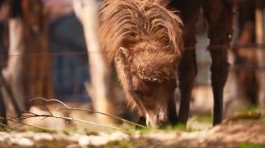 Bactrian develeri güneşli bir günde hayvanat bahçesinde yemek yiyorlar. Yüksek kalite 4k görüntü