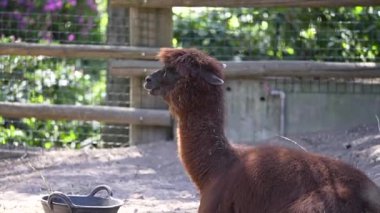 Güneşte güneşlenen küçük ördek yavrularıyla yakın plan. Yüksek kalite 4k görüntü