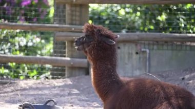 Güneşte güneşlenen küçük ördek yavrularıyla yakın plan. Yüksek kalite 4k görüntü