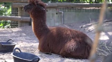 Güneşte güneşlenen küçük ördek yavrularıyla yakın plan. Yüksek kalite 4k görüntü