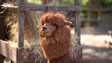 Güneşte güneşlenen küçük ördek yavrularıyla yakın plan. Yüksek kalite 4k görüntü