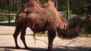 Bactrian develeri güneşli bir günde hayvanat bahçesinde yemek yiyorlar. Yüksek kalite 4k görüntü