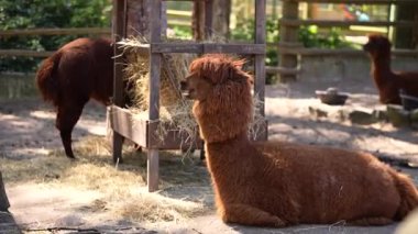 Güneşte güneşlenen küçük ördek yavrularıyla yakın plan. Yüksek kalite 4k görüntü