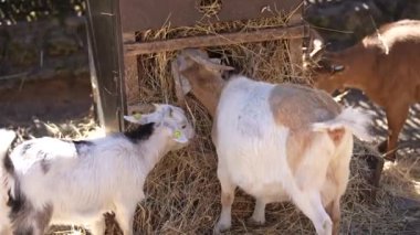 Çocuklar samanla yalağa yaklaşır. Yüksek kaliteli FullHD görüntüler