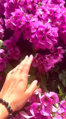 Pembe çiçeklerin üzerinde koşan kadın elleri. Yüksek kaliteli FullHD görüntüler