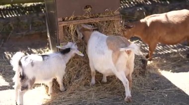 Çocuklar samanla yalağa yaklaşır. Yüksek kaliteli FullHD görüntüler