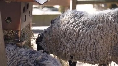 Hayvanat bahçesindeki gri bir koyun saman yer. Yüksek kaliteli FullHD görüntüler