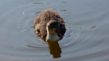 Gölde yüzen Avrasyalı yaban ördeği. Yüksek kalite 4k görüntü