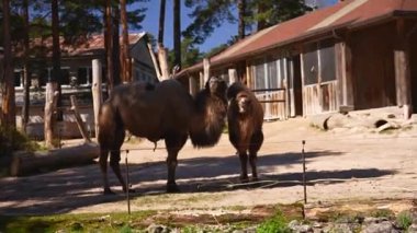 Güneşli bir hayvanat bahçesinde iki Bactrian devesi yemek yiyor. Yüksek kalite 4k görüntü