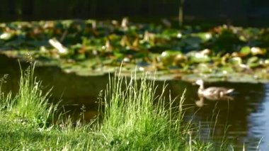 Göldeki ördek bulanık plan. Yüksek kalite 4k görüntü