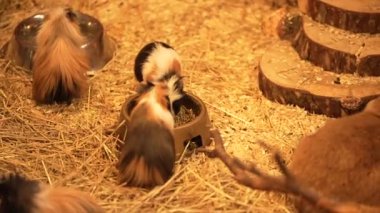 Evcil kobay fareleri büyük bir aile. Yüksek kalite 4k görüntü