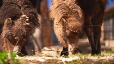 Güneşli bir hayvanat bahçesinde iki Bactrian devesi yemek yiyor. Yüksek kalite 4k görüntü