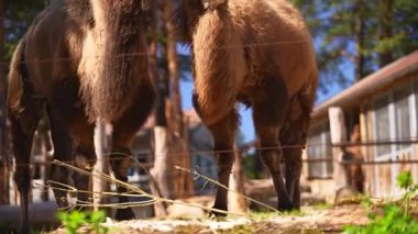 Güneşli bir hayvanat bahçesinde iki Bactrian devesi yemek yiyor. Yüksek kalite 4k görüntü