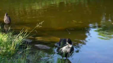 Gölde yüzen Avrasyalı yaban ördeği. Yüksek kalite 4k görüntü