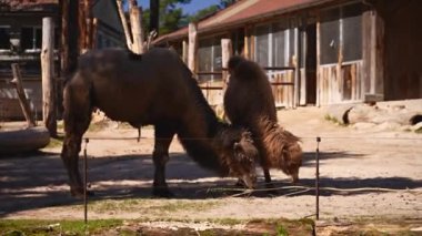 Güneşli bir hayvanat bahçesinde iki Bactrian devesi yemek yiyor. Yüksek kalite 4k görüntü
