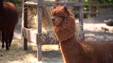 Güneşte güneşlenen küçük ördek yavrularıyla yakın plan. Yüksek kalite 4k görüntü