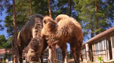 Güneşli bir hayvanat bahçesinde iki Bactrian devesi yemek yiyor. Yüksek kalite 4k görüntü