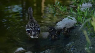 Anne ördek ve yavruları gölde yiyecek arıyor. Yüksek kalite 4k görüntü