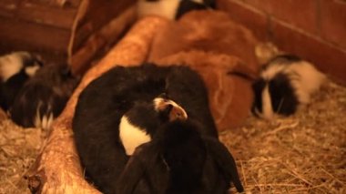 Evcil kobay fareleri büyük bir aile. Yüksek kalite 4k görüntü