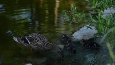 Anne ördek ve yavruları gölde yiyecek arıyor. Yüksek kalite 4k görüntü