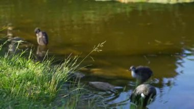 Sakarmeke ördekleri bir yaz günü gölde yüzerler. Yüksek kalite 4k görüntü