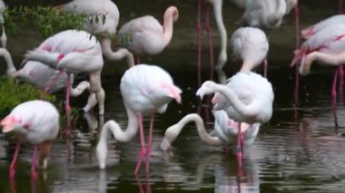 Ulusal bir parkta pembe flamingo sürüsü. Yüksek kalite 4k görüntü