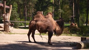 Bactrian develeri güneşli bir günde hayvanat bahçesinde yemek yiyorlar. Yüksek kalite 4k görüntü