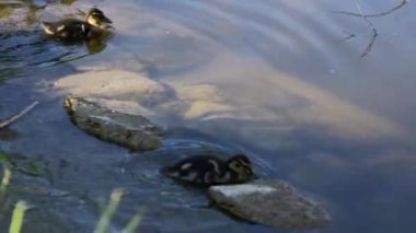 Küçük ördek yavruları gölde yüzüyor. Yüksek kalite 4k görüntü