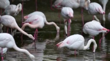 Ulusal bir parkta pembe flamingo sürüsü. Yüksek kalite 4k görüntü