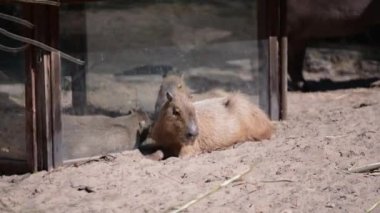 Capybaras hayvanat bahçesindeki saman kutusunda dinleniyor. Yüksek kaliteli FullHD görüntüler