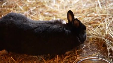 Holland Lop Rabbit siyah beyaz yemek yer. Yüksek kaliteli FullHD görüntüler