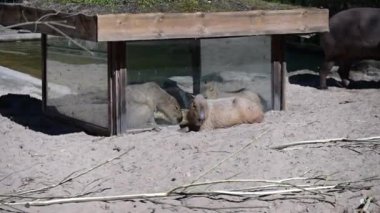 Capybaras hayvanat bahçesindeki saman kutusunda dinleniyor. Yüksek kaliteli FullHD görüntüler