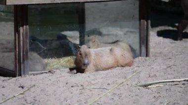 Capybaras hayvanat bahçesindeki saman kutusunda dinleniyor. Yüksek kaliteli FullHD görüntüler