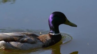 Bir ördek gölde yüzüyor. Kamerayı yaklaştır. Yüksek kalite 4k görüntü