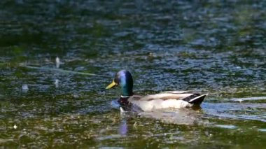 Bir ördek gölde yüzüyor. Kamerayı yaklaştır. Yüksek kalite 4k görüntü