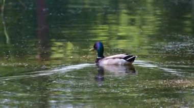 Bir ördek gölde yüzüyor. Kamerayı yaklaştır. Yüksek kalite 4k görüntü