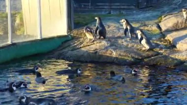 Sahilde güneşlenen penguenler. Norveç, Alesund. Yüksek kalite 4k görüntü