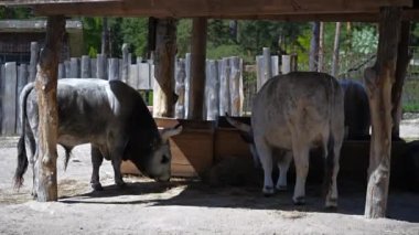 Hayvanat bahçesindeki Macar Gri Sığırları. Yüksek kalite 4k görüntü