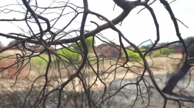 Yangından sonra yanan ağaç. Sarı yapraklı Antalya Türkiye 2024. Yüksek kalite 4k görüntü