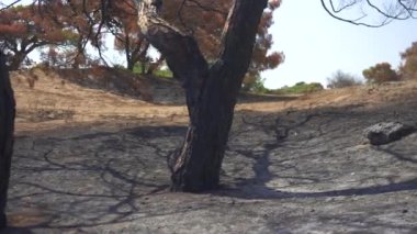 Yangından sonra yanan ağaç. Sarı yapraklı Antalya Türkiye 2024. Yüksek kalite 4k görüntü