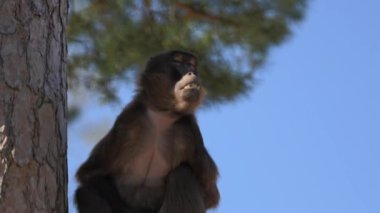 Gelada babunları maymunu düşünceli bir şekilde kumda oturur. Yüksek kalite 4k görüntü