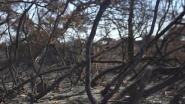 Yangından sonra yanan ağaç. Sarı yapraklı Antalya Türkiye 2024. Yüksek kalite 4k görüntü