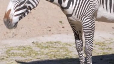 Grevys Zebra hayvanat bahçesinde koşuşturuyor. Yüksek kalite 4k görüntü