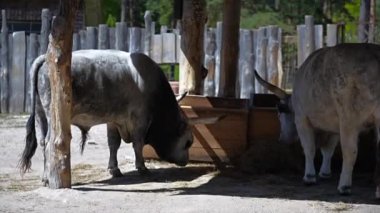Hayvanat bahçesindeki Macar Gri Sığırları. Yüksek kalite 4k görüntü