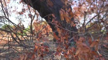 Yangından sonra yanan ağaç. Sarı yapraklı Antalya Türkiye 2024. Yüksek kalite 4k görüntü