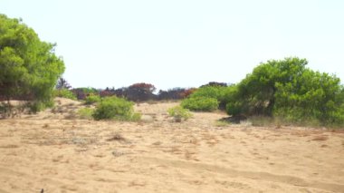 Kuru ve yanmış ağaçları olan bir yangından sonra Türk ormanı. Yüksek kalite 4k görüntü